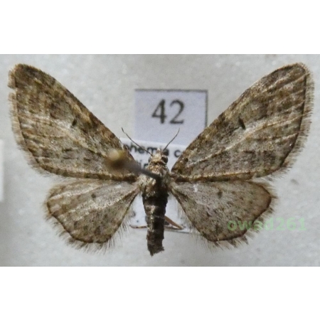 Eupithecia abbreviata Stephens, 1831 Czech42